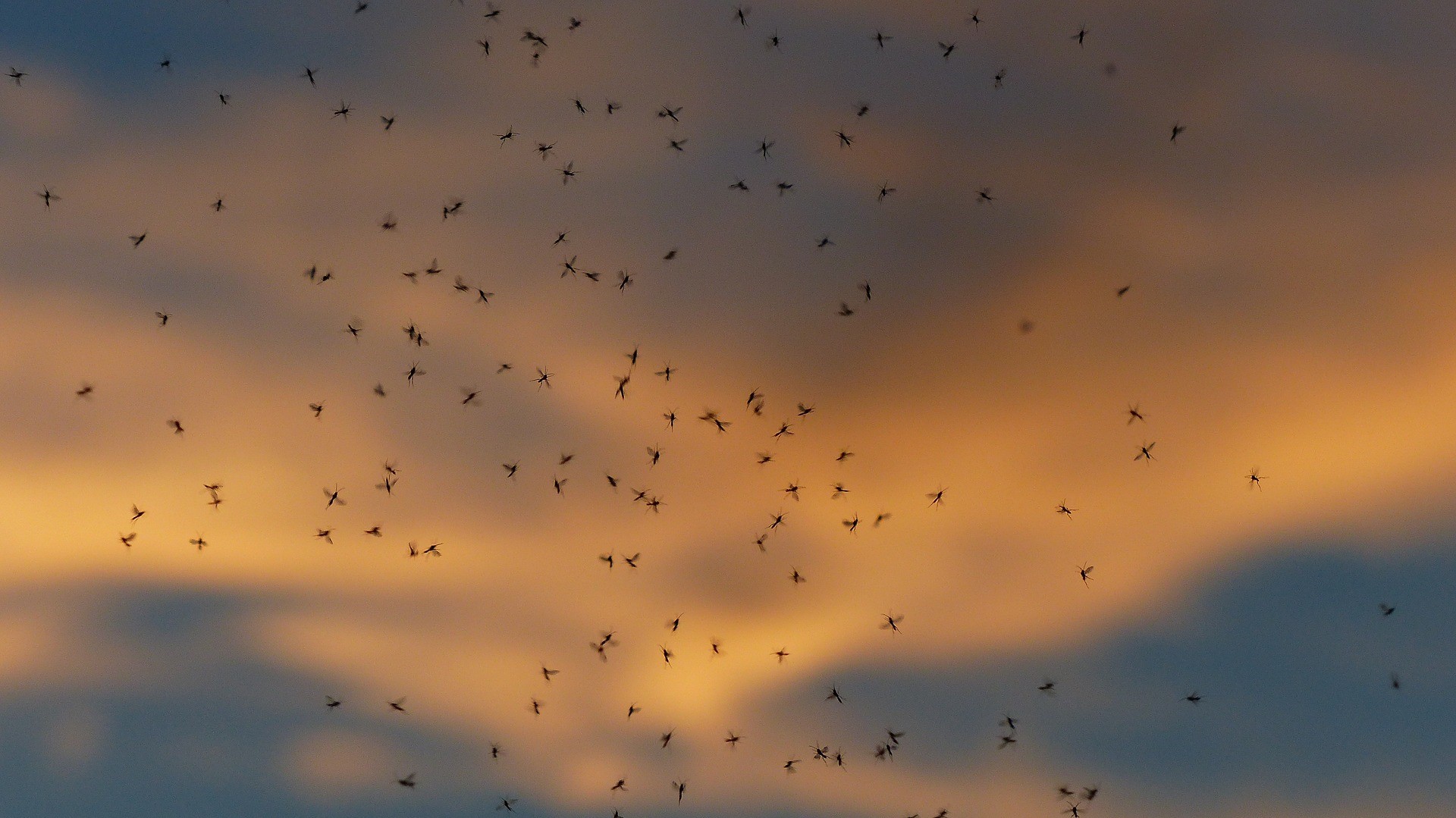 Nuage de moustiques