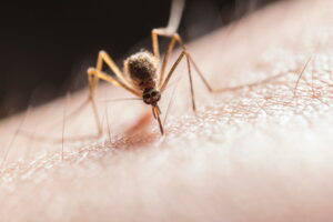 Les moustiques : pourquoi piquent-ils et pourquoi ça gratte ?